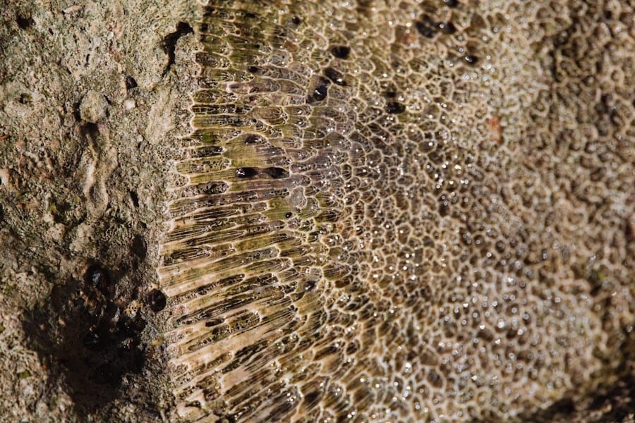 Photo Holzfaser Mikrostruktur Naturstein
