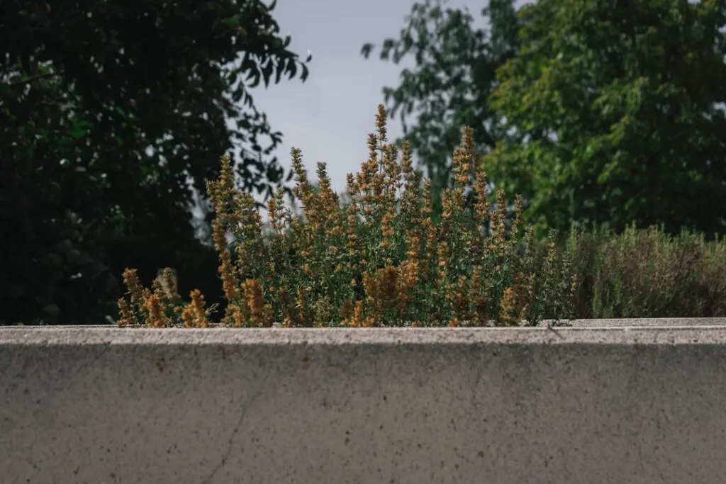 Photo Pflanzenwand Rooftop Garten