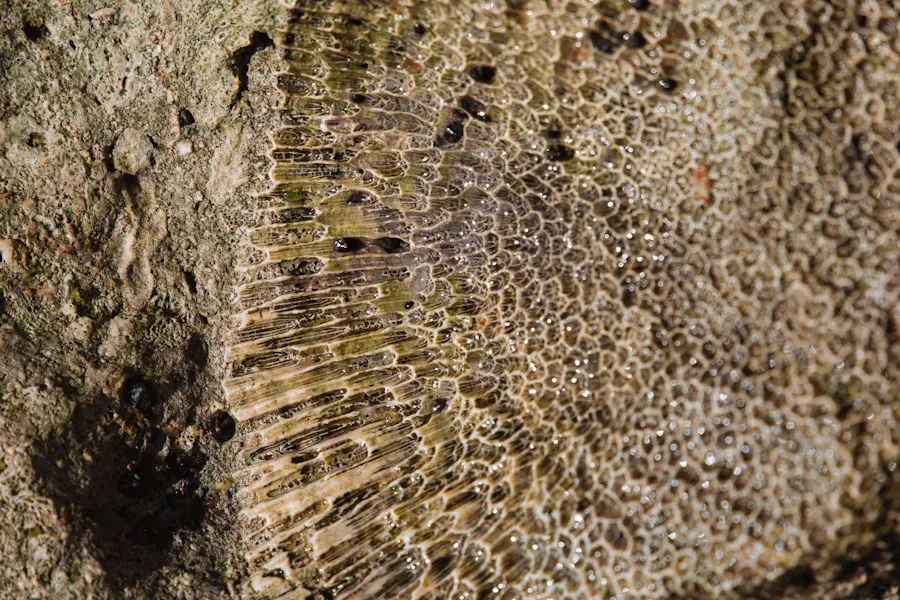Photo Holzfaser Mikrostruktur Naturstein
