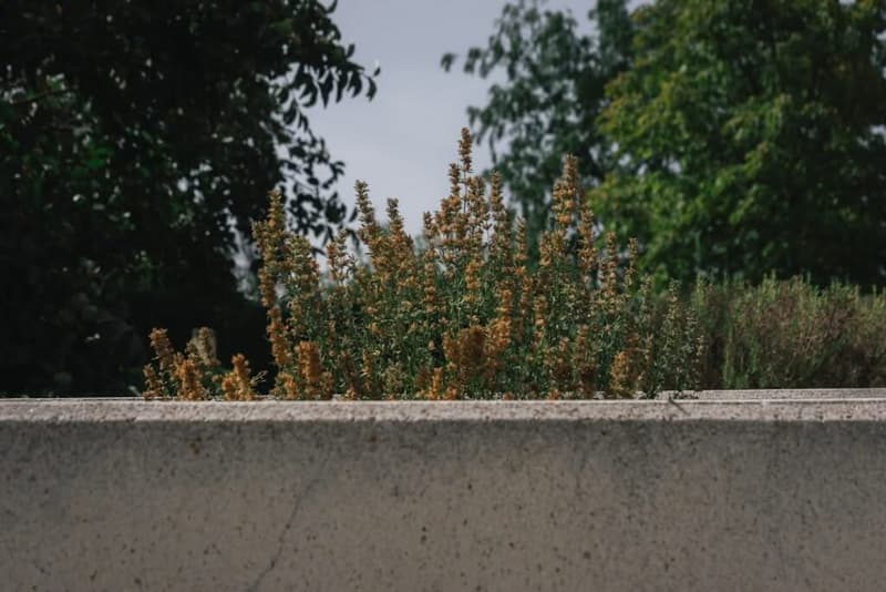 Photo Pflanzenwand Rooftop Garten